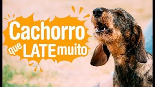 Cachorro que late muito o que fazer [upl. by Deva]