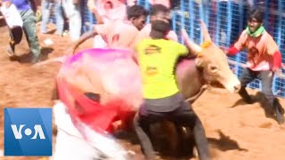 🔴LIVE  Pudukkottai Jallikattu 2024  புதுக்கோட்டை முக்கானிப்பட்டி ஜல்லிக்கட்டு  Sun News [upl. by Enaht]