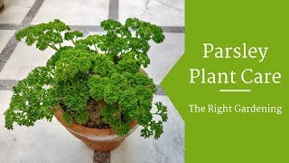 Parsley Plant Care Hindi  How To Grow amp Care Parsley Plant in Pots  Parsley Herb [upl. by Etiuqram335]