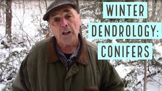 Winter Dendrology How to Identify Conifers [upl. by Porta]