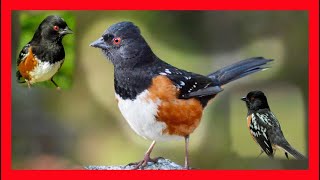 Spotted Towhee Song Spotted Towhee Call Spotted Towhee  Rascador Moteado Canto Pipilo Maculatus [upl. by Elon766]