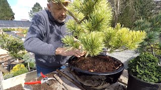 Planting Conifers in Pots  Dwarf Conifer Container Gardening [upl. by Ttenaej]