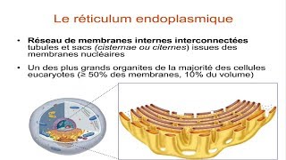 Le réticulum endoplasmique [upl. by Aiyn]