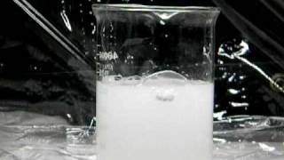 Calcium Reacts with Water [upl. by Aztiraj728]