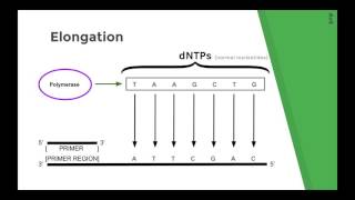 Sanger Sequencing Method Chain Termination DNA sequencing Explained [upl. by Cogswell]