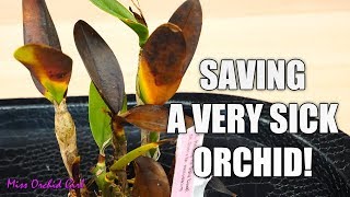 Saving a rotting Orchid  Cattleya with transport damage [upl. by Abbye]