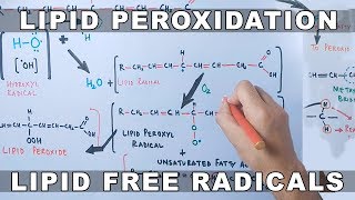 Mechanism of Lipid Peroxidation [upl. by Paulsen]