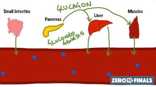 Blood Glucose Regulation and Diabetes [upl. by Cole236]