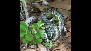 King snake vs copperhead Epic battle between snakes caught on video in Alabama [upl. by Emmerich755]