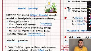 40Mendel Genetiği Konu Anlatımı 10 sınıf biyoloji kalıtım tyt ayt yks 2022 pdf bezelye [upl. by Klina]