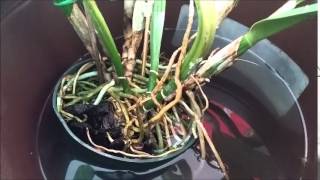 Quick and Easy Cattleya Repotting Tutorial [upl. by Aneet990]