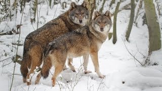 The Evolution of Wolves into Dogs [upl. by Berta]