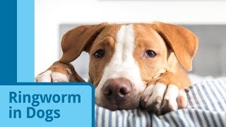 Ringworm in Dogs [upl. by Diamante]