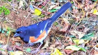 Eastern Towhee Male Territorial Calls [upl. by Ajan]