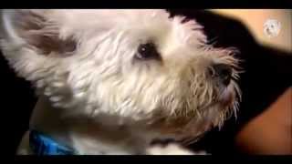 Animal Planet Dogs 101  West Highland White Terrier [upl. by Hsirk]