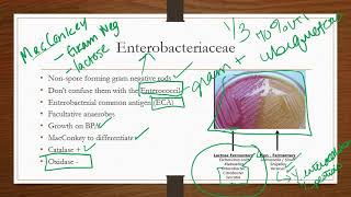 Enterobacteriaceae [upl. by Michell]