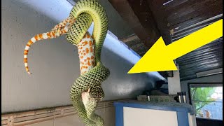 Lizard Gets Eaten Alive by Snake Then Escapes Shocking Everyone [upl. by Rehotsirk]