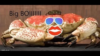 Tasmanian Giant Crab Facts [upl. by Niawd574]