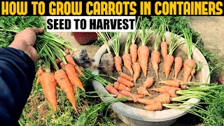 How To Grow Carrots At Home  SEED TO HARVEST [upl. by Conlon]