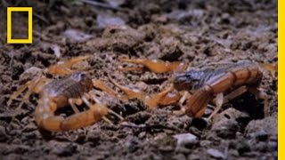 Cannibal Scorpions vs Shrew  National Geographic [upl. by Leahcin]