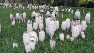 40 Most Common Fall Edible Mushrooms including a few Poisonous ones at the end [upl. by Muriel57]