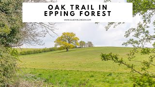 OAK TRAIL IN EPPING FOREST  Oak Trail Walk  Essex Walk  Best Epping Forest Walk  Theydon Bois [upl. by Anih]