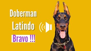 Doberman Latindo muito Bravo Latindo Alto [upl. by Ailemap]