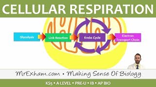 Cellular Respiration  Introduction to Respiration  Post 16 Biology A Level PreU IB AP Bio [upl. by Leuams776]