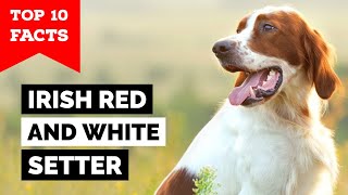 Irish Red And White Setter  Top 10 Facts [upl. by Khalil]