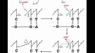 How DNA Ligation Works [upl. by Akemaj]