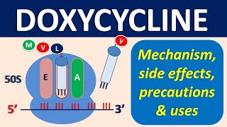 Doxycycline  Mechanism precautions side effects amp uses [upl. by Alik54]