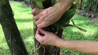 Cattleya Orchids How to Attach them on Tress [upl. by Htebzile]