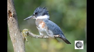 Belted Kingfisher [upl. by Ididn]