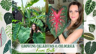 How To Grow Caladiums amp Colocasia From Bulb 💚🌱🌴✨ [upl. by Iahcedrom]