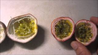 Two passionfruit varieties How to grow and harvest [upl. by Meredeth]