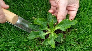 6 Edible Weeds That Are More Nutritious Than Store Bought Veggies [upl. by Hollis]