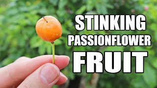 STINKING PASSIONFLOWER FRUIT Passiflora foetida  Weird Fruit Explorer 401 [upl. by Ellemaj]