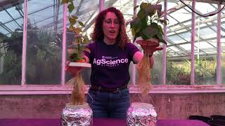 Phosphorus Deficiency Symptoms in Plants [upl. by Haraj840]