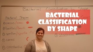 Bacteria Classification by Shape [upl. by Htims]