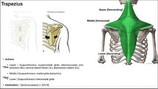 The Trapezius EXPLAINED  Origin Insertion Action amp More [upl. by Elmore]