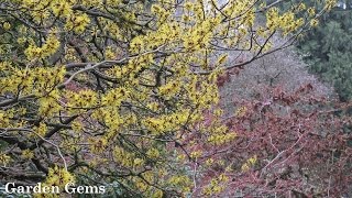 Witch hazel Hamamelis [upl. by Floria]