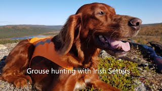 Grouse hunting with Irish Setters [upl. by Aicilev]