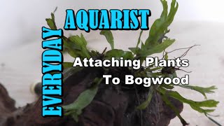 How To Attach Plants To Driftwood amp Bogwood [upl. by Nanaek39]