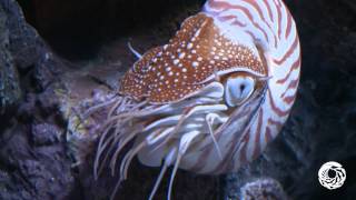 The Chambered Nautilus A Living Link With the Past [upl. by Arahd633]