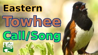 Eastern towhee bird call  song  sound [upl. by Schertz476]