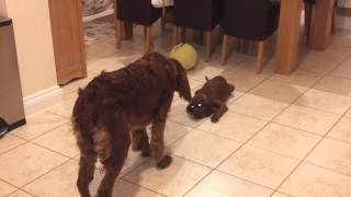 Maya Irish Setter meets Toffee our new Puppy [upl. by Samled]