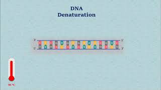 Sanger DNA Sequencing  Gel Electrophoresis Animation [upl. by Weissmann871]