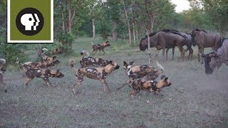 Wild Dogs Take on Wildebeest [upl. by Attelrahc]