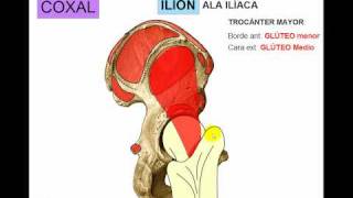 OSTEOLOGIA DE MIEMBRO INFERIOR 1 [upl. by Etom]