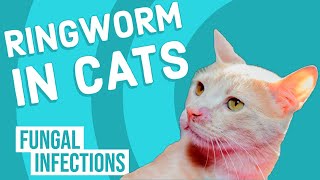 Ringworm in Cats [upl. by Jemmie461]